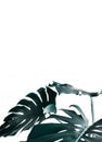 Selective focus.Real monstera leaves decorating for composition design.Tropical,botanical nature concepts Royalty Free Stock Photo