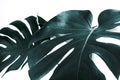 Selective focus.Real monstera leaves decorating for composition design.Tropical,botanical nature concepts Royalty Free Stock Photo