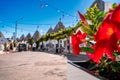 Selective focus of red adenium flowers in traditional trulli houses in Alberobello, Puglia, Italy Royalty Free Stock Photo