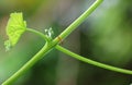 Selective focus Red ant alone holding on vine tree Royalty Free Stock Photo