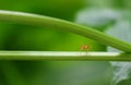 Selective focus Red ant alone holding on vine tree Royalty Free Stock Photo