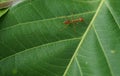 Selective focus at a red ant walking on a leaf Royalty Free Stock Photo