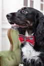 Selective focus on red checkered necktie. Dog spaniel in a red bow tie in the interior of the light room. Pet is three Royalty Free Stock Photo