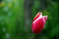 Selective focus on the red corolla of a tulip, with bokeh effect Royalty Free Stock Photo