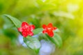 selective focus red flower under sunshine, blur bokeh.