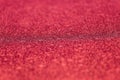 Selective focus on red glitter paper textured with a thin depth of field Royalty Free Stock Photo