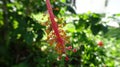 Pollen of red hibiscus flower Royalty Free Stock Photo