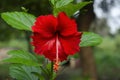 Selective focus on Red hibiscus flowers with green leaves in the garden  with blur background in landscape. Royalty Free Stock Photo