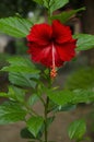 Selective focus on Red hibiscus flowers with green leaves in the garden isolated with blur background in vertical. Royalty Free Stock Photo