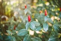 Selective focus on red Indian flower head ginger or Costus speciosus. Abstract nature background. Royalty Free Stock Photo