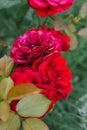 Selective focus on a red-maroon mini rose flower close-up in a garden in summer Royalty Free Stock Photo