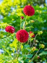 Selective focus of a red pompom dahlia in a garden with blurred background Royalty Free Stock Photo