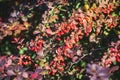 Selective focus on red-purple leaves and red fruits of Japanese barberry