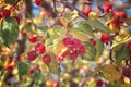 Selective focus red ripe small fruits on the tree in orchard, Malus is a species of small deciduous trees or shrubs in Royalty Free Stock Photo