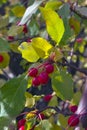 Selective focus red ripe small fruits on the tree in orchard, Malus is a species of small deciduous trees or shrubs in Royalty Free Stock Photo