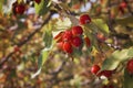 Selective focus red ripe small fruits on the tree in orchard, Malus is a species of small deciduous trees or shrubs in Royalty Free Stock Photo