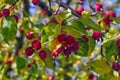 Selective focus red ripe small fruits on the tree in orchard, Malus is a species of small deciduous trees or shrubs in the family Royalty Free Stock Photo
