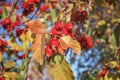 Selective focus red ripe small fruits on the tree in orchard, Malus is a species of small deciduous trees or shrubs in Royalty Free Stock Photo