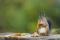 Selective focus of a red squirrel eating nuts with green blurred background Royalty Free Stock Photo