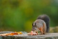 Selective focus of a red squirrel eating nuts with green blurred background Royalty Free Stock Photo
