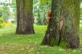 A selective focus on red squirrel on the tree trunk. Early autumn fall in the park Royalty Free Stock Photo