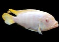 Selective focus of Red Tilapia Fish Isolated on a black background Royalty Free Stock Photo