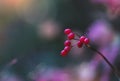 Selective focus Red wild cherryPrunus avium with rain drop, Reddish Cherry on twig with morning dew drop with blurry sunlight Royalty Free Stock Photo