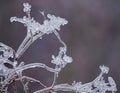 Selective focus of reed covered with ice on a cold winter day Royalty Free Stock Photo