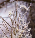 Selective focus of reed covered with ice on a cold winter day Royalty Free Stock Photo