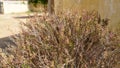 Selective focus on Religious plant Basil or Tulsi with dryness condition. Holy plant with dry seeds Royalty Free Stock Photo