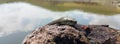 Selective focus on the reptile`s head. Common Water Snake Natrix. The snake Natrix lies on a stone. Python is black and orange. Royalty Free Stock Photo