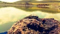 Selective focus on the reptile`s head. Common Water Snake Natrix. The snake Natrix lies on a stone. Python is black and orange. Royalty Free Stock Photo