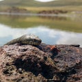 Selective focus on the reptile`s head. Common Water Snake Natrix. The snake Natrix lies on a stone. Python is black and orange. Royalty Free Stock Photo