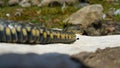 Selective focus on the reptile`s head. Common Water Snake Natrix. The snake Natrix lies on a white stone. Python is black and Royalty Free Stock Photo