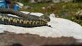 Selective focus on the reptile`s head. Common Water Snake Natrix. The snake Natrix lies on a white stone. Python is black and Royalty Free Stock Photo