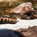 Selective focus on the reptile`s head. Common Water Snake Natrix. The snake Natrix lies on a white stone. Python is black and Royalty Free Stock Photo