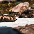 Selective focus on the reptile`s head. Common Water Snake Natrix. The snake Natrix lies on a white stone. Python is black and Royalty Free Stock Photo