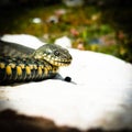 Selective focus on the reptile`s head. Common Water Snake Natrix. The snake Natrix lies on a white stone. Python is black and Royalty Free Stock Photo