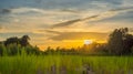 Selective focus Rice field in Thailand, Meadows and sky.