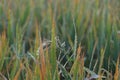 Selective focus on rice lea, dew drop on rice plant