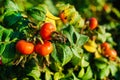 Selective focus on ripe dogrose branch