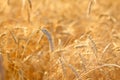 Selective focus. Ripe ears of wheat. Natural orange background or texture. The grain crop is ready for harvesting. Close-up Royalty Free Stock Photo