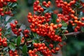 Selective focus of ripe red orange berries of Pyracantha coccinea in the garden, Pyracantha is a genus of large, Thorny evergreen