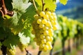 selective focus on ripe white wine grape cluster Royalty Free Stock Photo