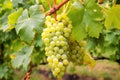 selective focus on ripe white wine grape cluster Royalty Free Stock Photo