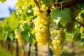 selective focus on ripe white wine grape cluster Royalty Free Stock Photo