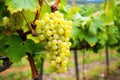 selective focus on ripe white wine grape cluster Royalty Free Stock Photo