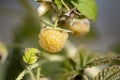 Ripe yellow raspberry bush in a summer garden.  Ready to eat fresh yellow raspberry on the bush Royalty Free Stock Photo