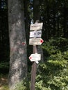 Selective focus of a road sign in a pine forest in the Czech Republic