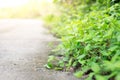 Selective focus of Roadside shrubs Royalty Free Stock Photo